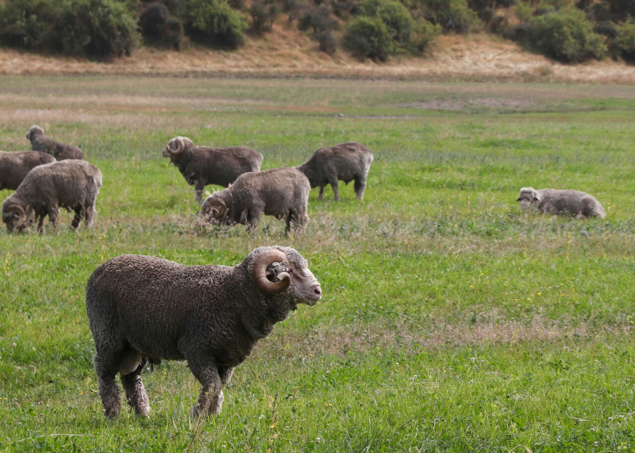 merino-wool-sheep-1280x914-1 Merino sheep in a field in New Zealand
