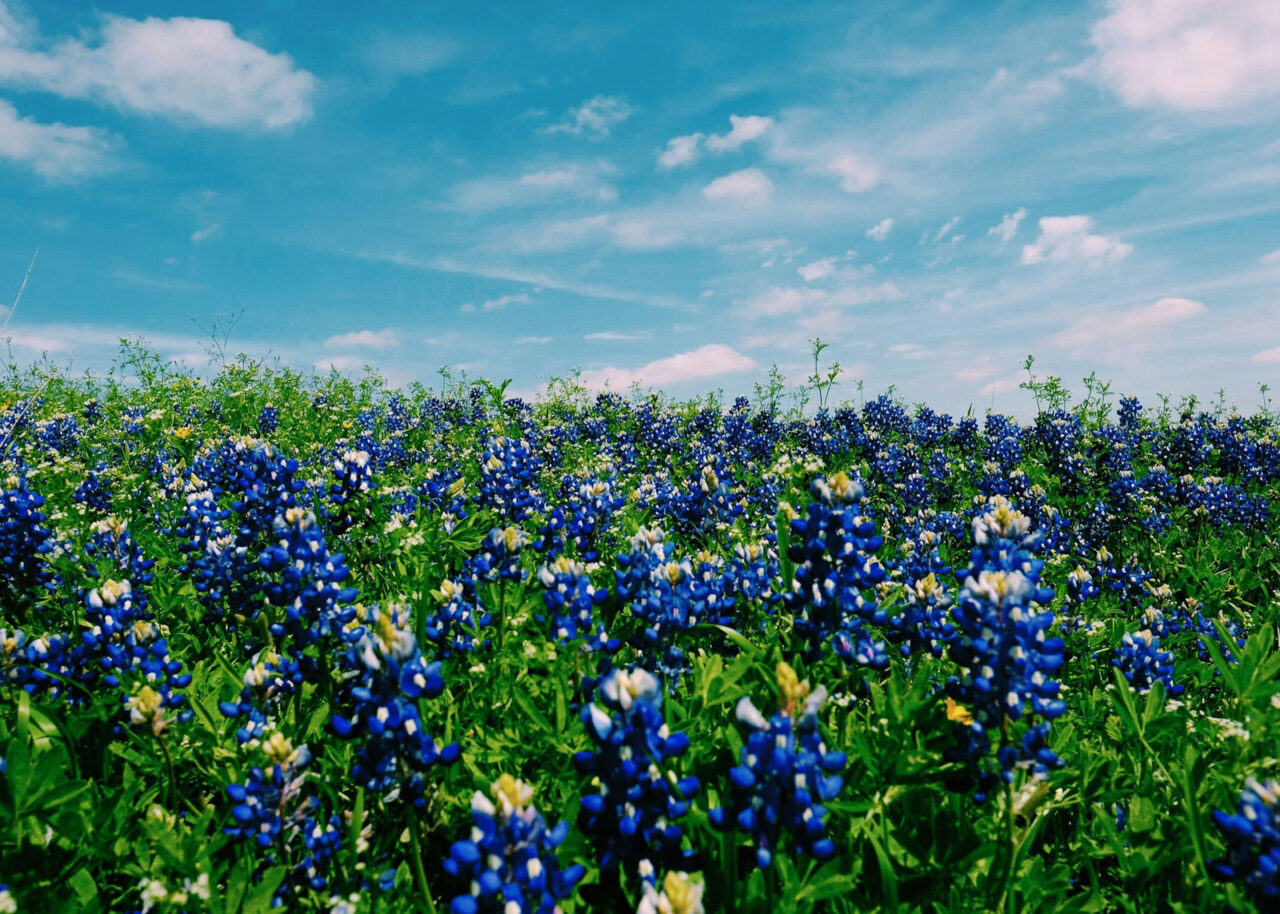 texas-bluebonnet-1280x914-1 Texas bluebonnets in a field