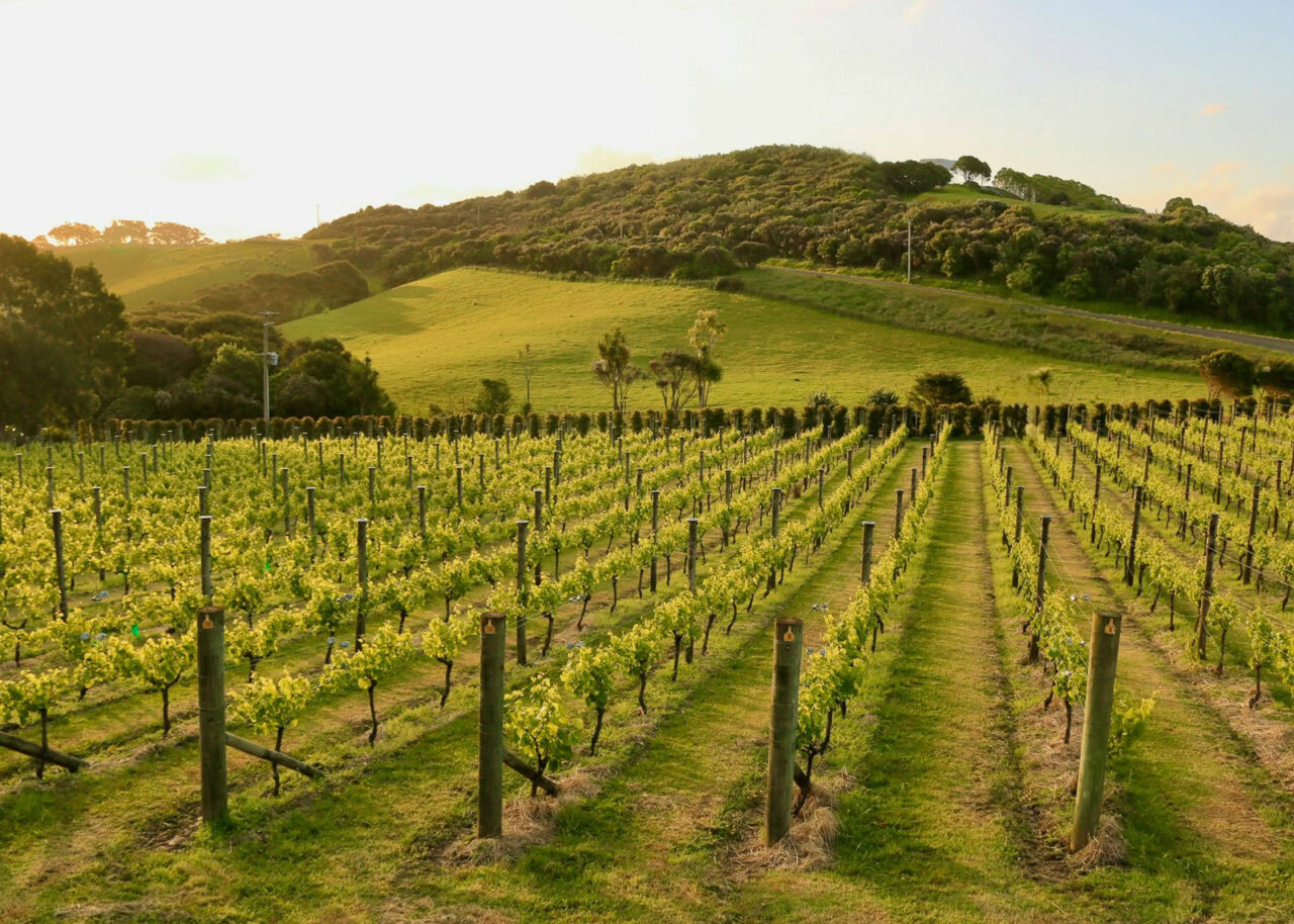 vineyard-new-zealand-1280x914-1 Vineyard in New Zealand